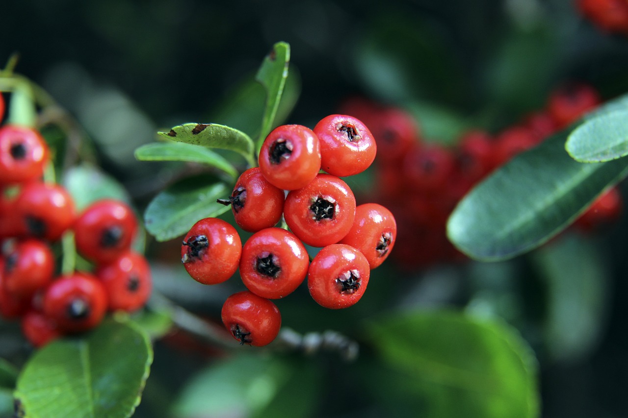 执着追求的 执着追求的